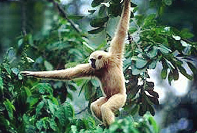 gibbon